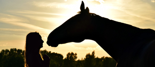 horse1